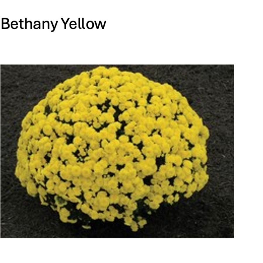 Bethany Yellow fall mum covered in bright yellow blooms