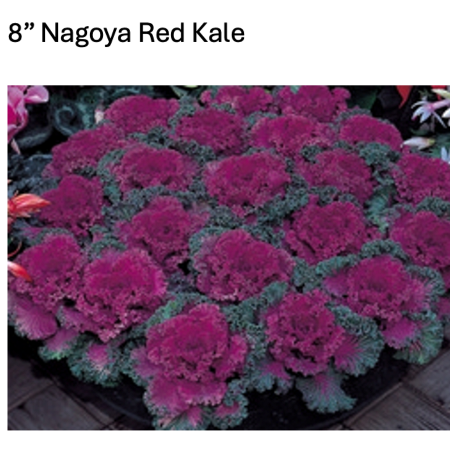 Nagoya Red ornamental kale with layered burgundy and green leaves
