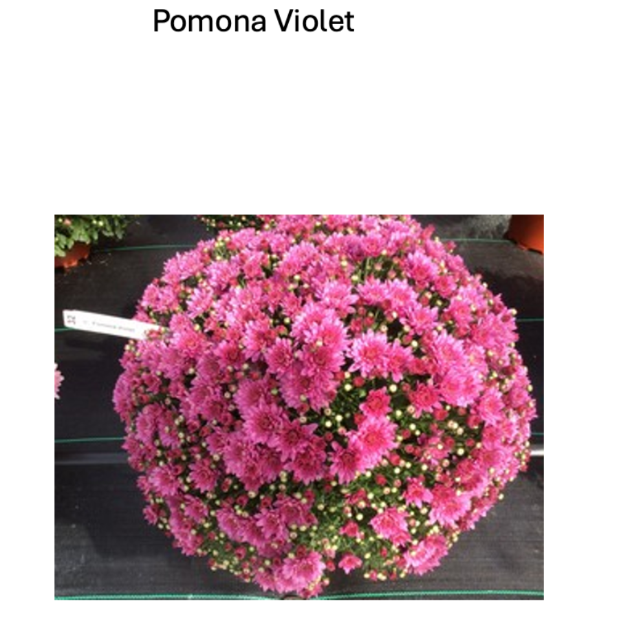 Pomona Violet fall mum with dense violet-purple blooms