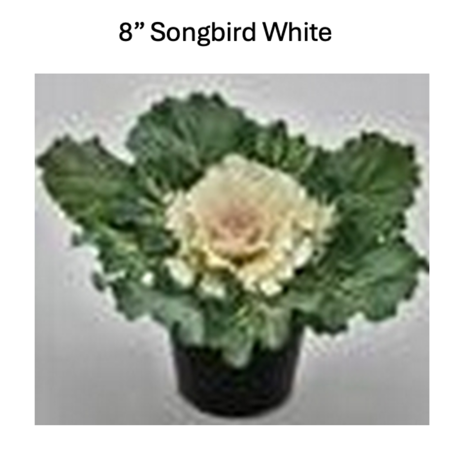 Songbird White ornamental cabbage with creamy white and green leaves