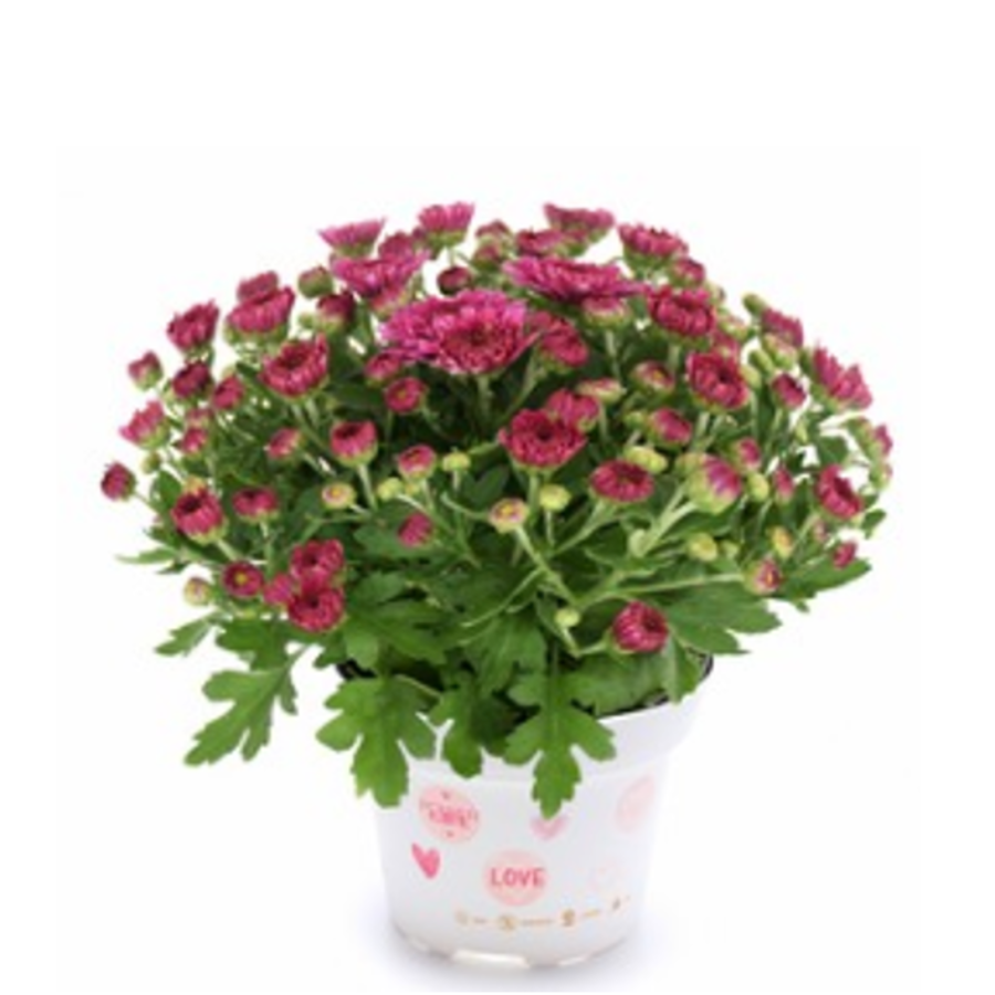 Soul Sister Dark Pink fall mum with deep pink blooms