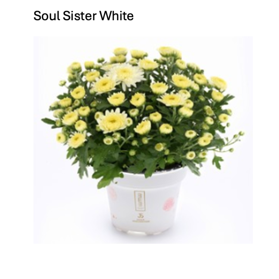 Soul Sister White fall mum with crisp white blooms